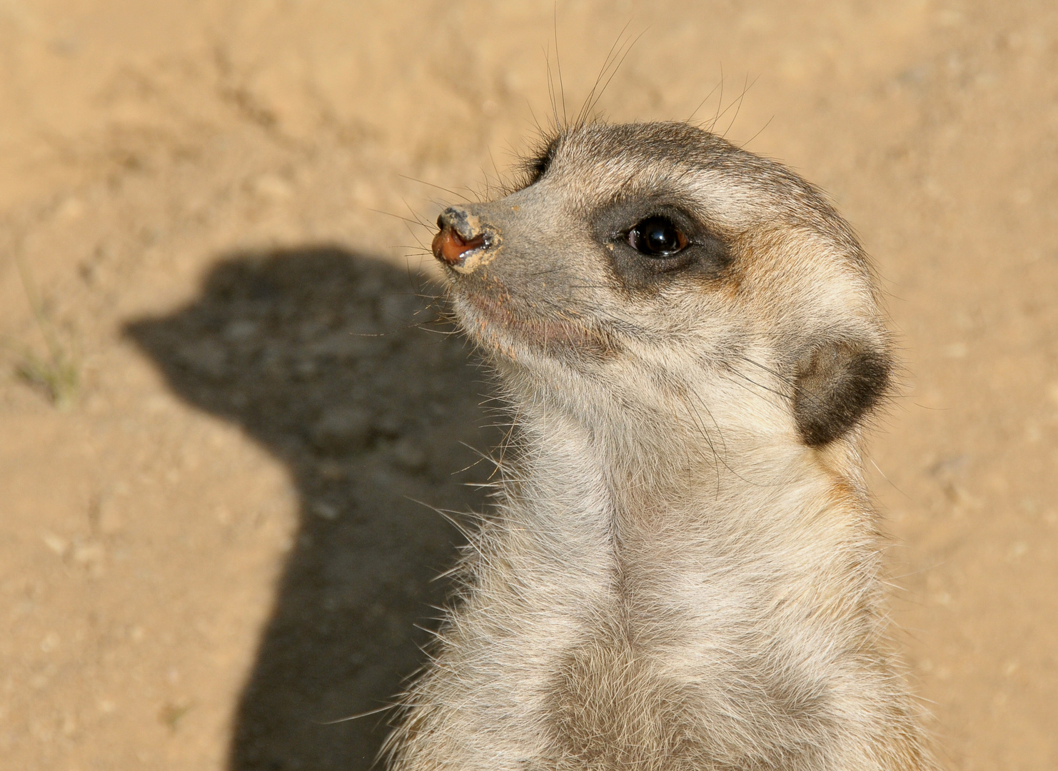 Meerkat