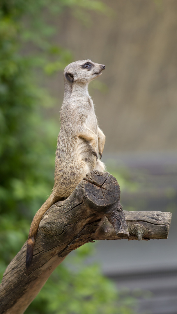 Meerkat