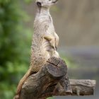 Meerkat