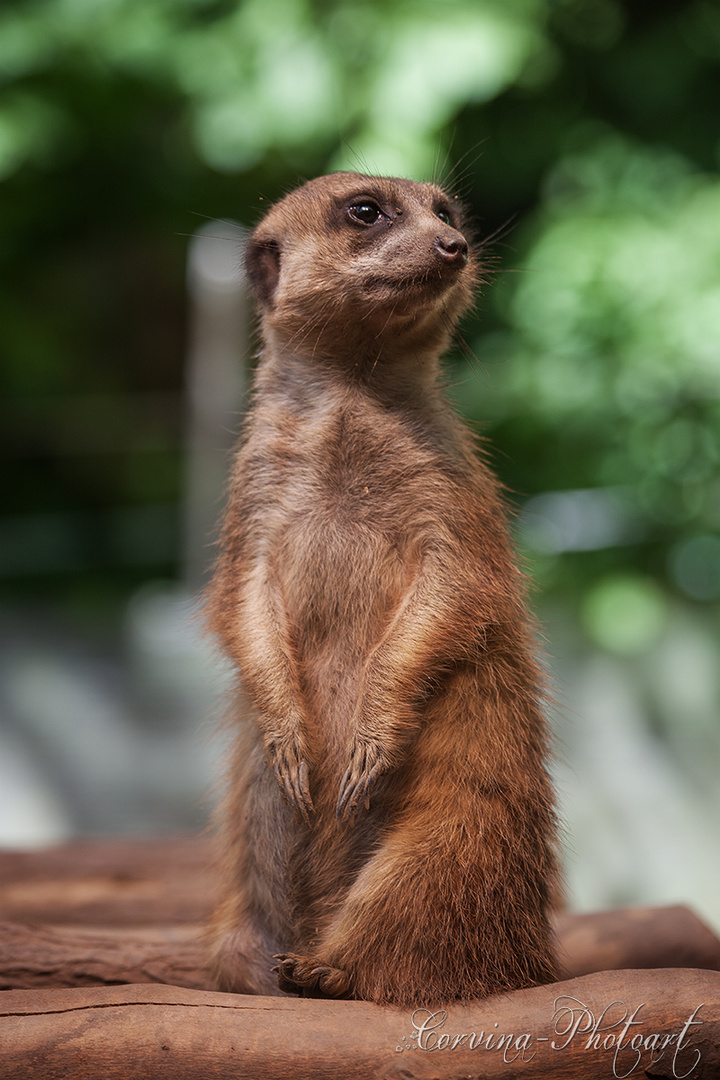 Meerkat