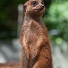 Meerkat