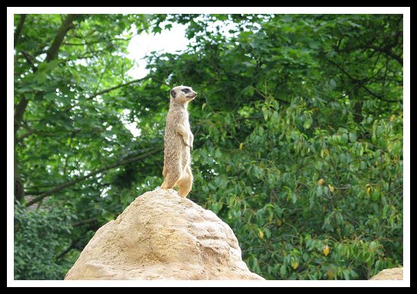 Meerkat : look-out