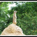 Meerkat : look-out