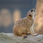 meerkat looking up into sky