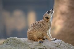 meerkat looking up into sky