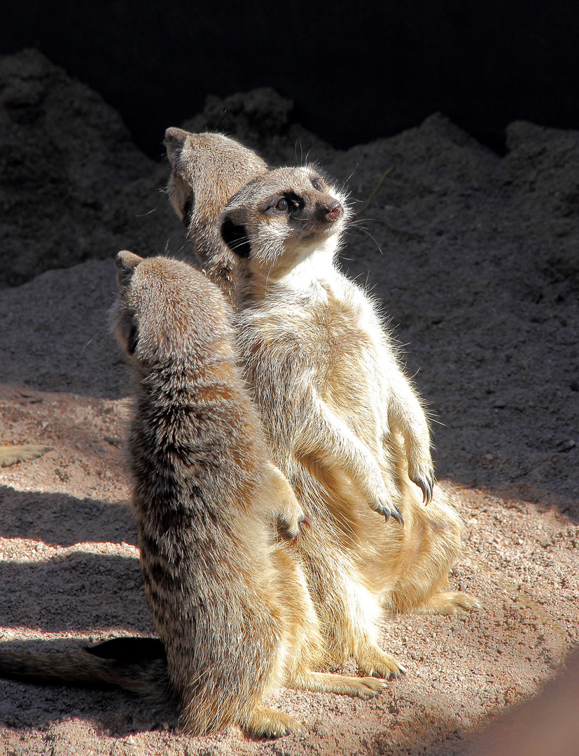 Meerkat, mmm nice that sun