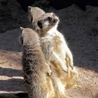 Meerkat, mmm nice that sun