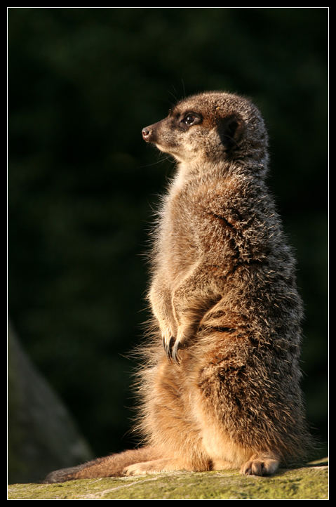 Meerkat on the lookout