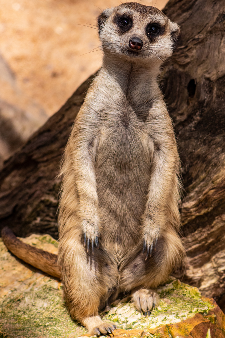 Meerkat  (Suricata suricatta)