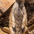 Meerkat  (Suricata suricatta)