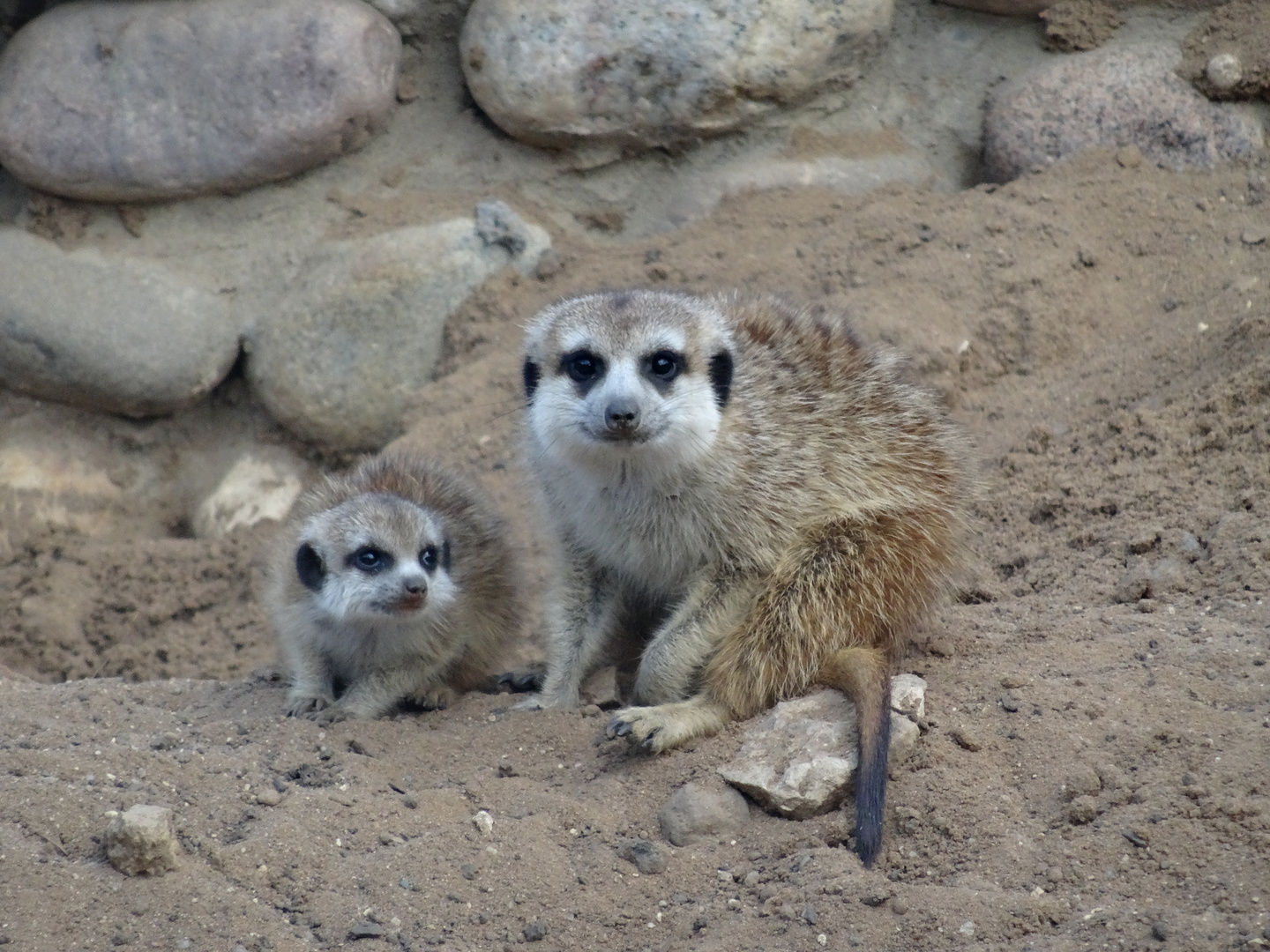 Meerkats