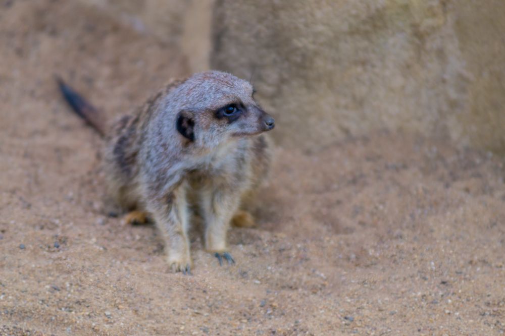 Meerkats