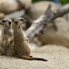 Meerkats