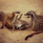 Meerkats on fire