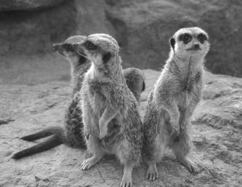 meerkats together