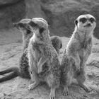 meerkats together