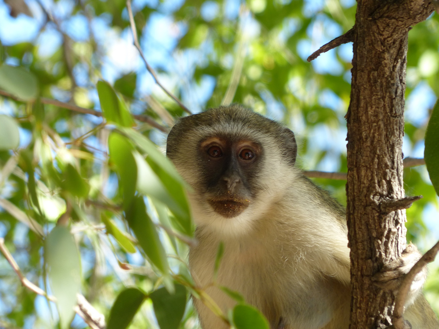 Meerkatze an der Kunene River Lodge