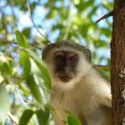 Meerkatze an der Kunene River Lodge