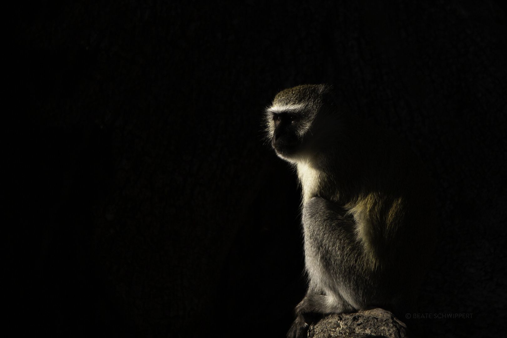 Meerkatze im frühen Morgenlicht