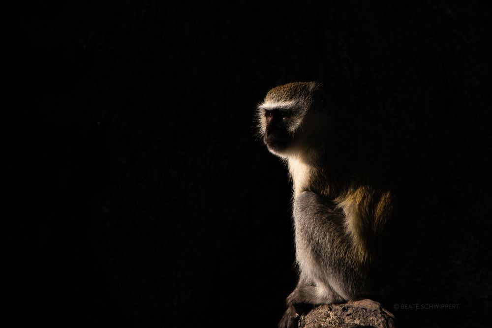 Meerkatze im frühen Morgenlicht