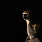 Meerkatze im frühen Morgenlicht