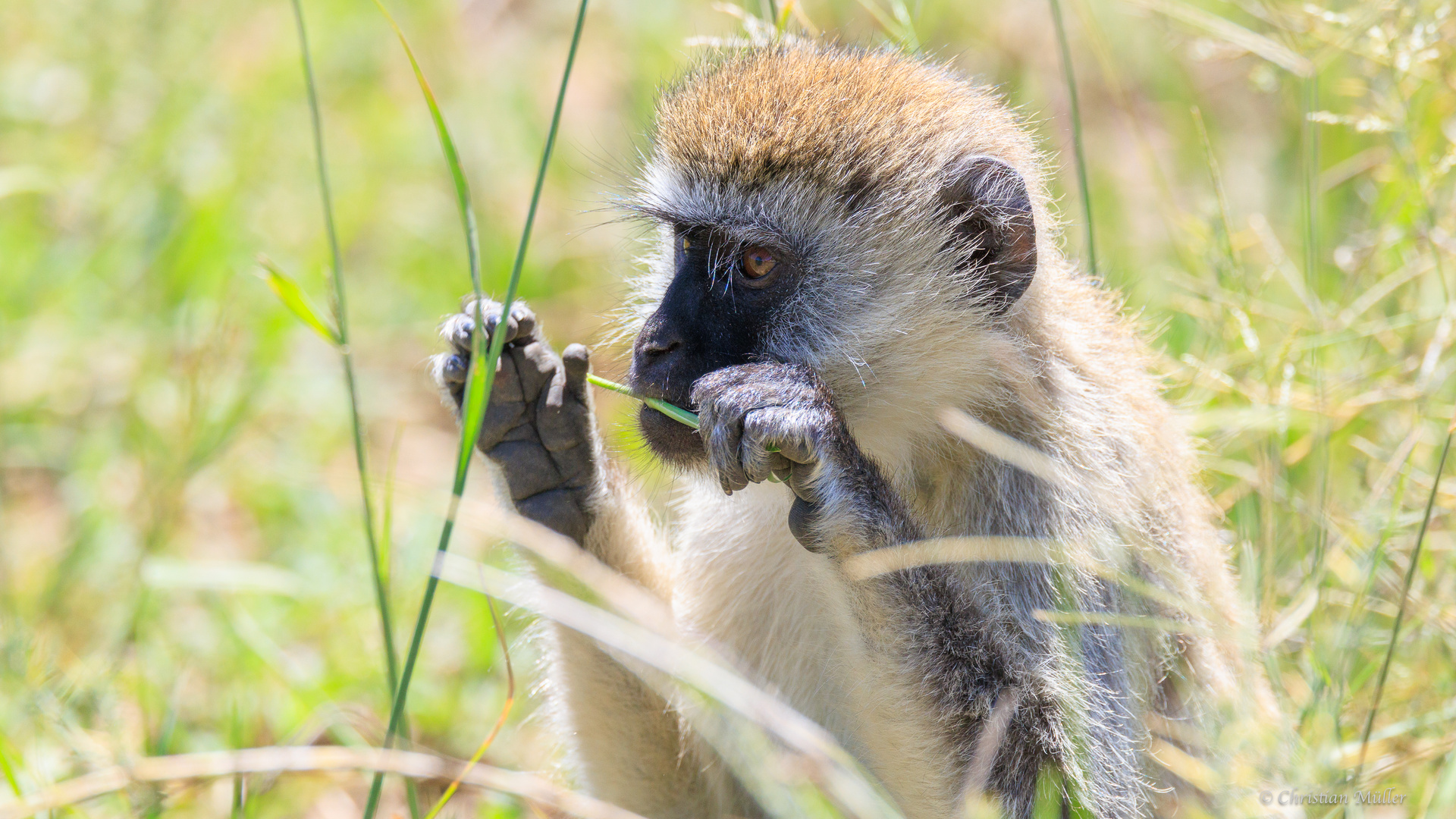 Meerkatze in der Serengeti