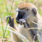 Meerkatze in der Serengeti