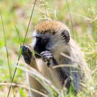 Meerkatze in der Serengeti