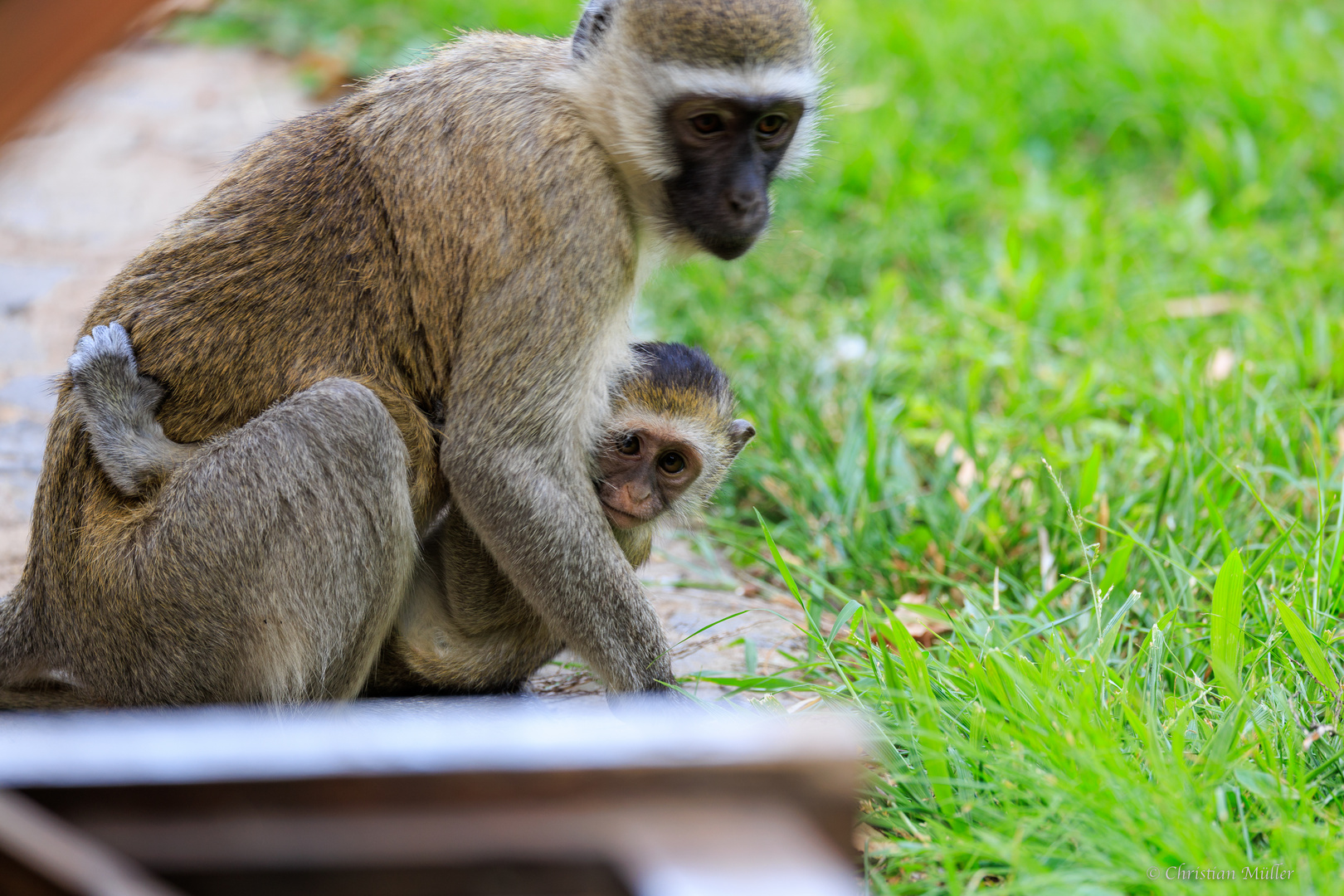 Meerkatze mit Baby auf Lodgegelände