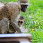 Meerkatze mit Baby auf Lodgegelände