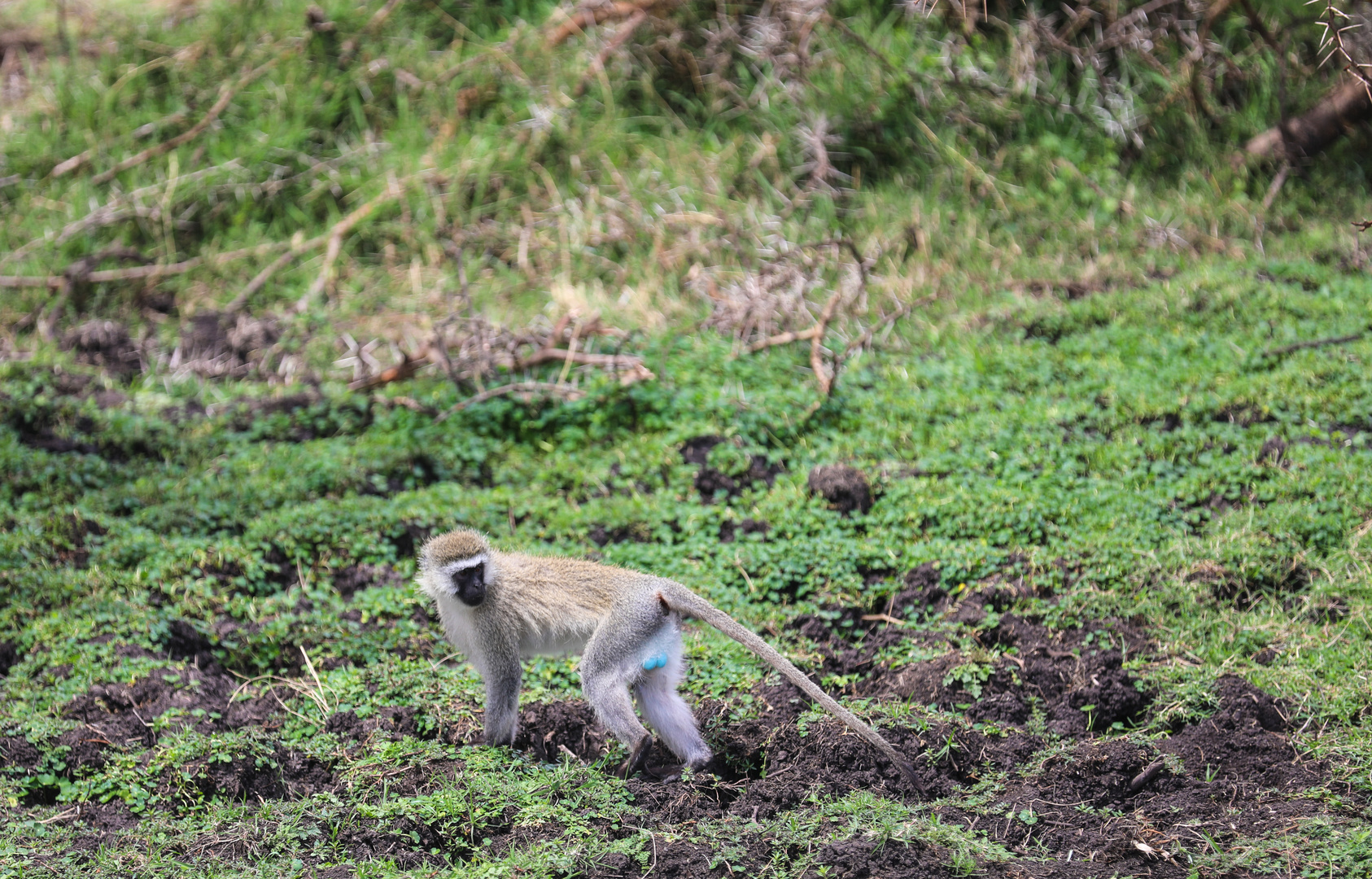 Meerkatze mit interessant gefärbter Mannespracht