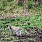 Meerkatze mit interessant gefärbter Mannespracht