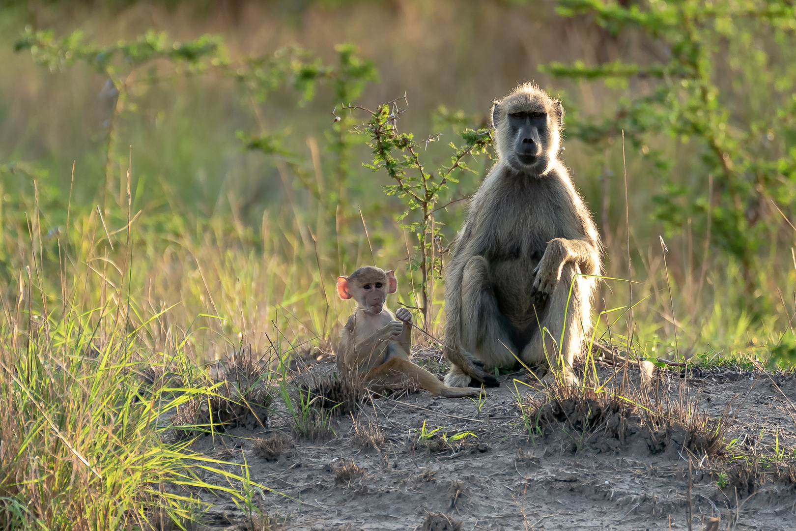 Meerkatze mit Jungem