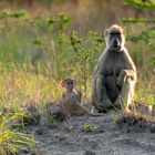 Meerkatze mit Jungem