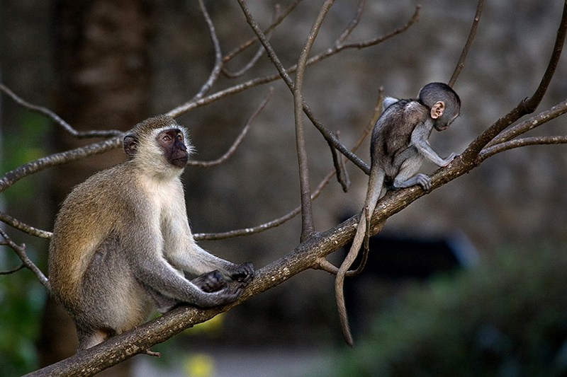 Meerkatzen