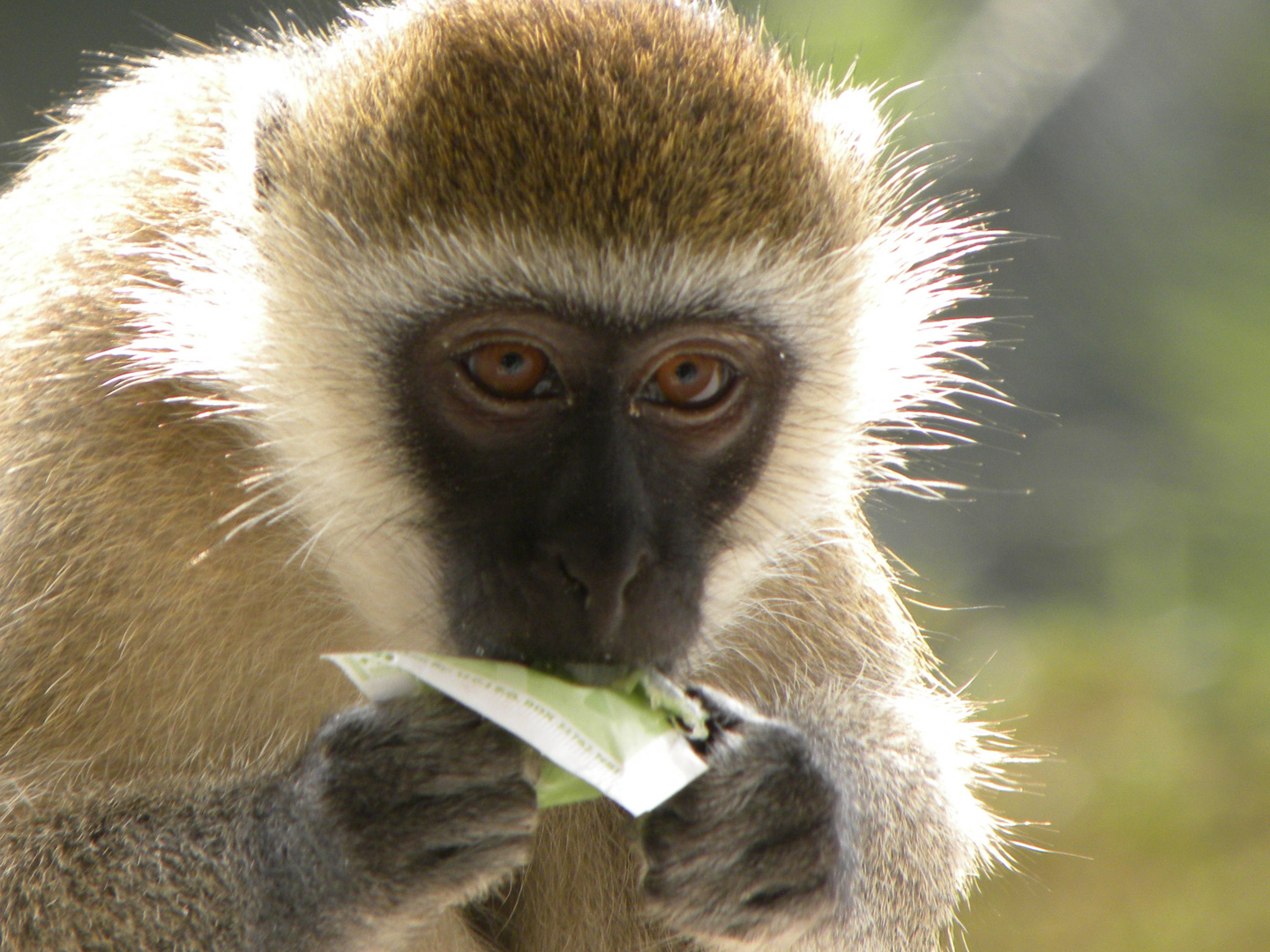 Meerkatzen-Affe beim Mittagessen in Mombasa