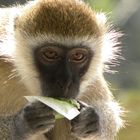 Meerkatzen-Affe beim Mittagessen in Mombasa