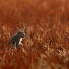 Meerkatzen Mutter mit Baby