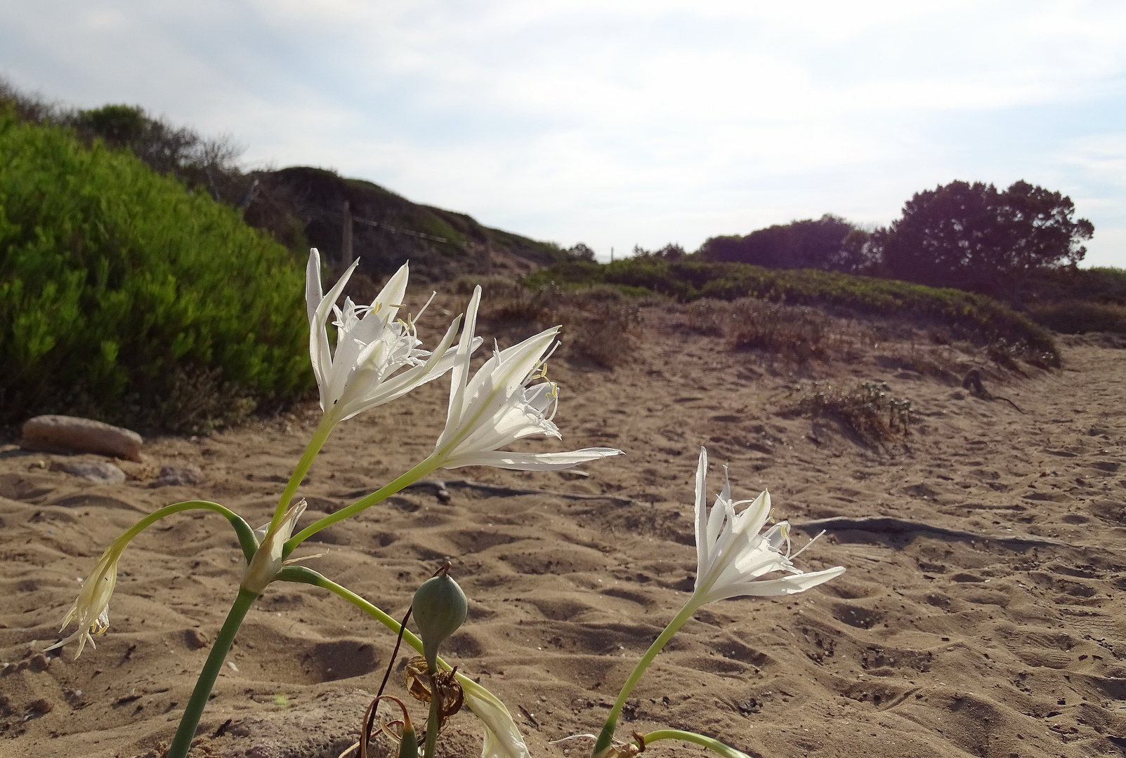 Meernarzissen am Strand