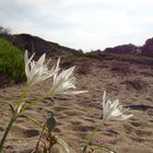 Meernarzissen am Strand