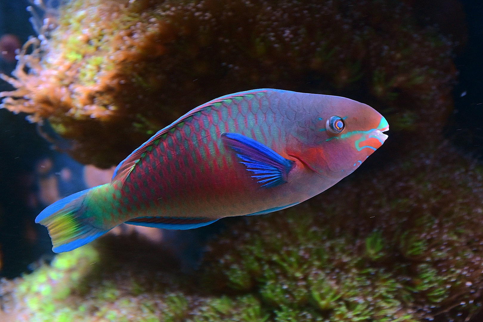 Meerpfau (Thalassoma pavo)