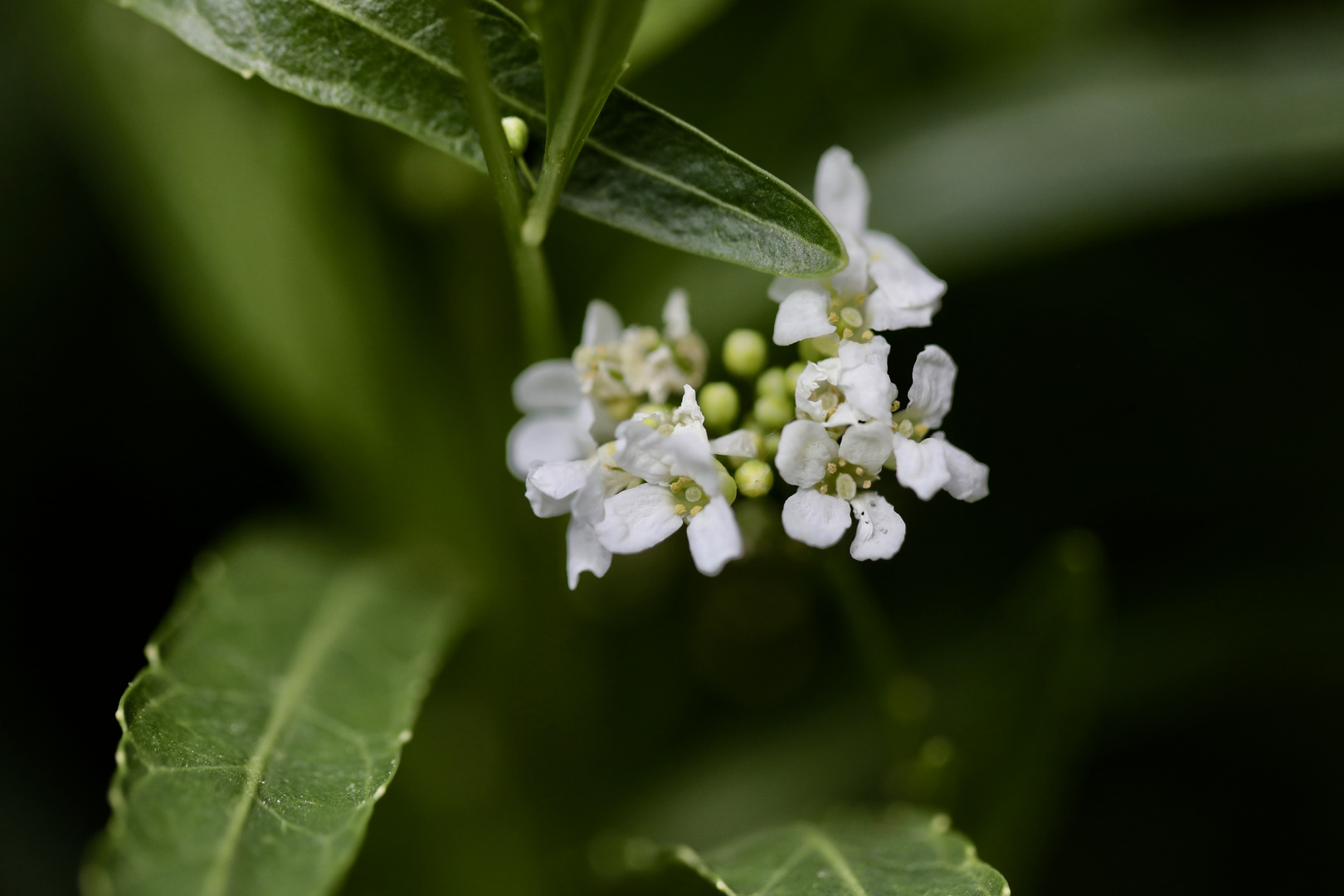 Meerrettich in Blüte