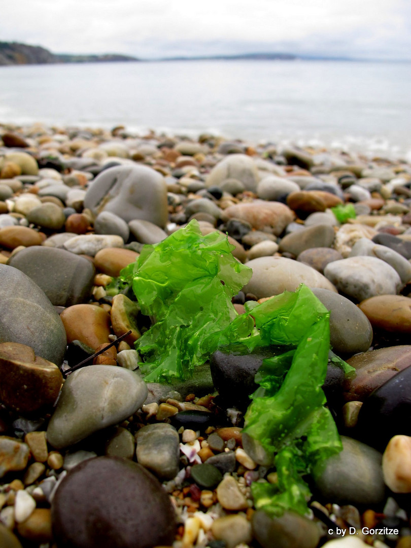 Meersalat-Ulva-lactuca !