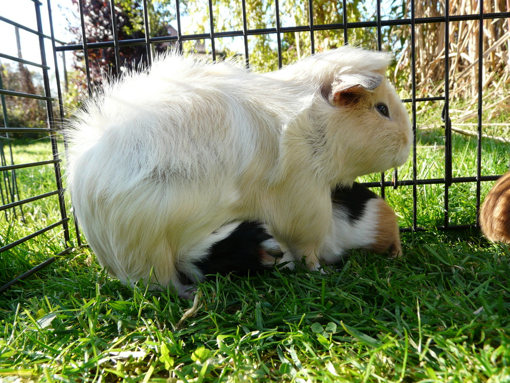 Meersau mit Jungen