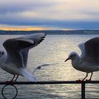 Meersburg ist eine schöne Stadt