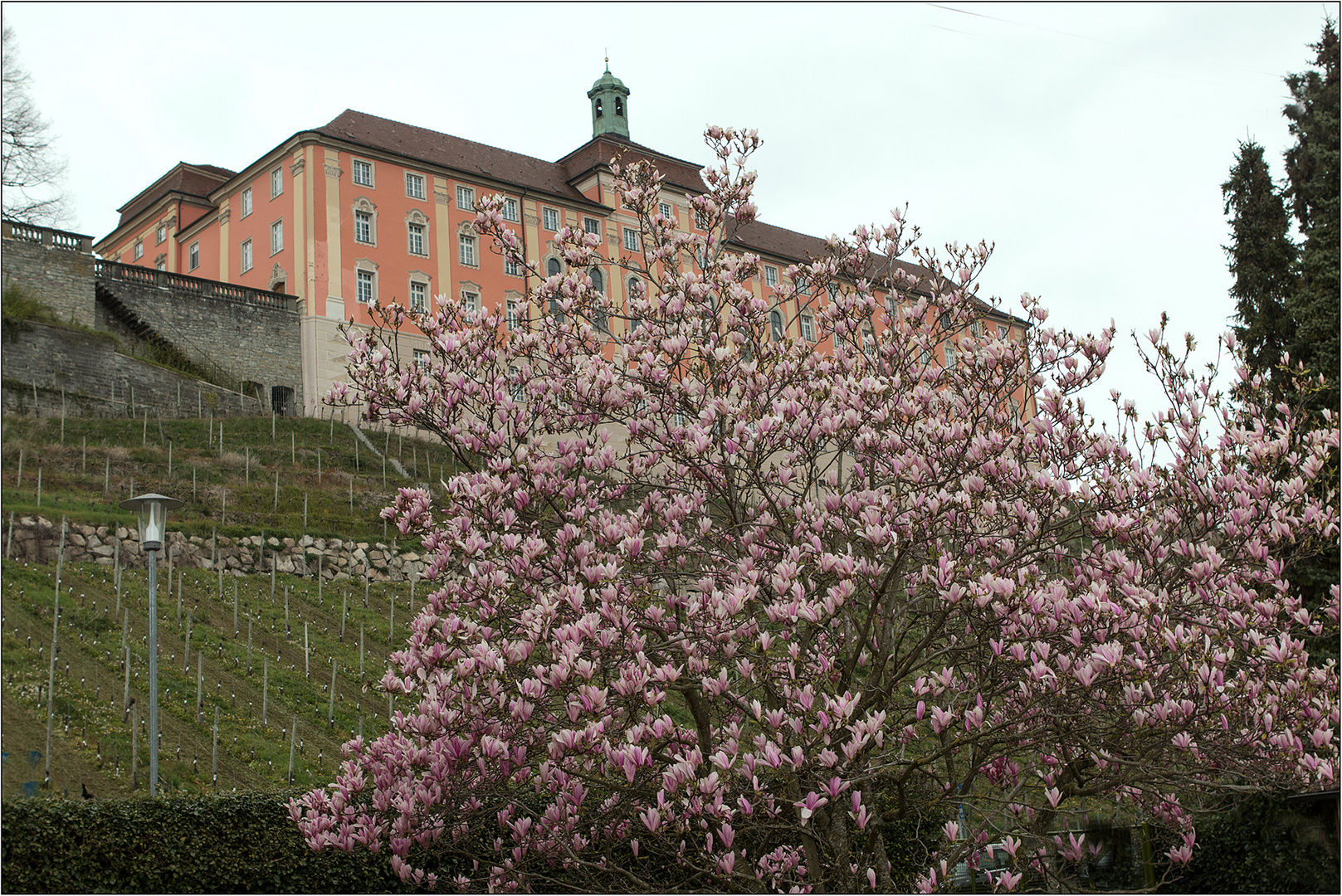 Meersburgmagnolien