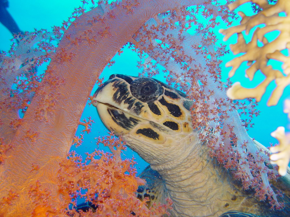 Meerschildkröte beim fressen