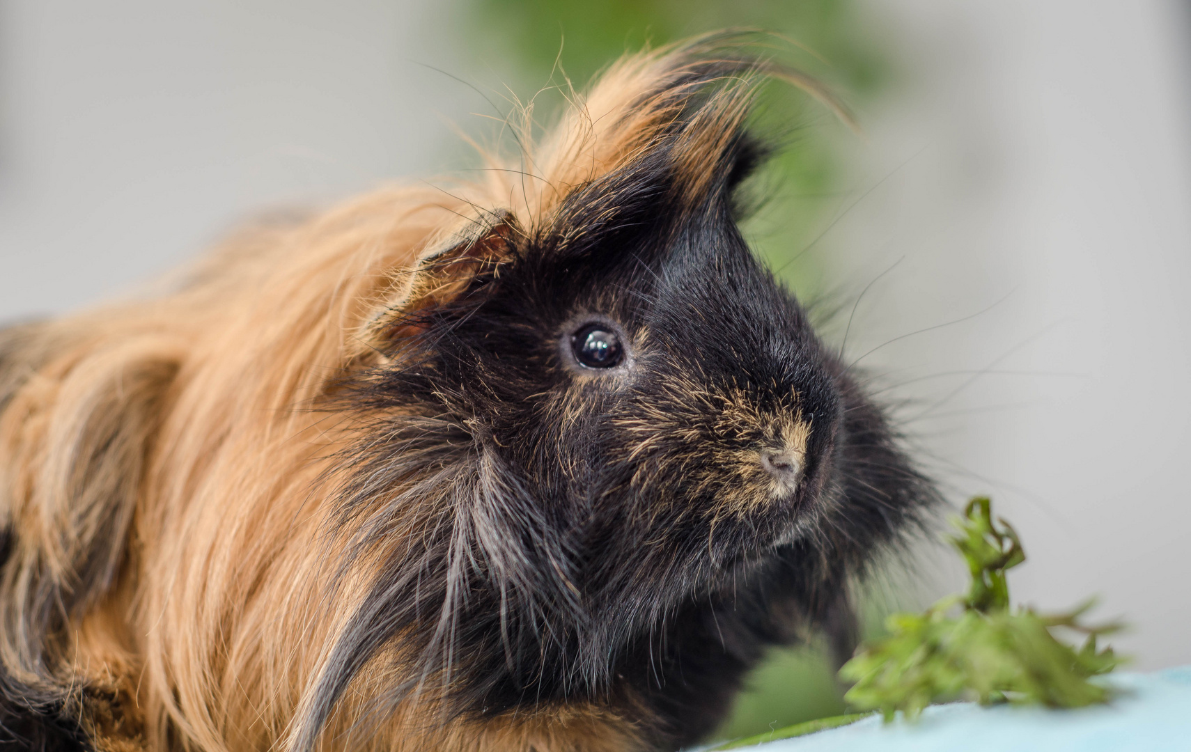 Meerschweichen