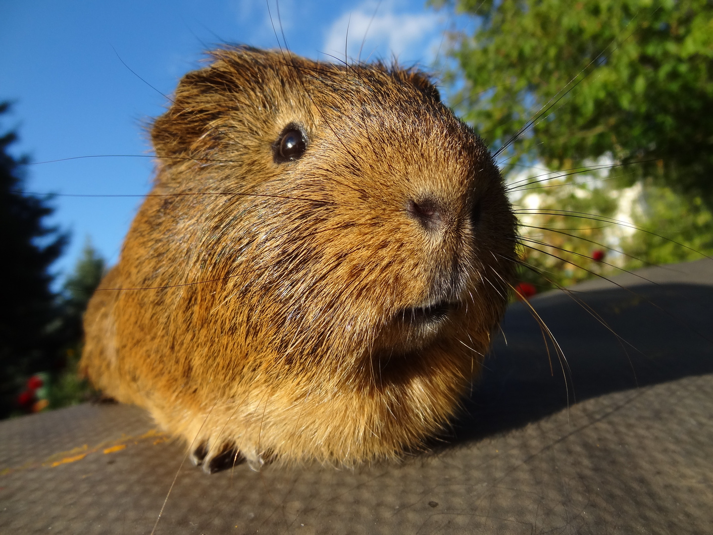 Meerschwein