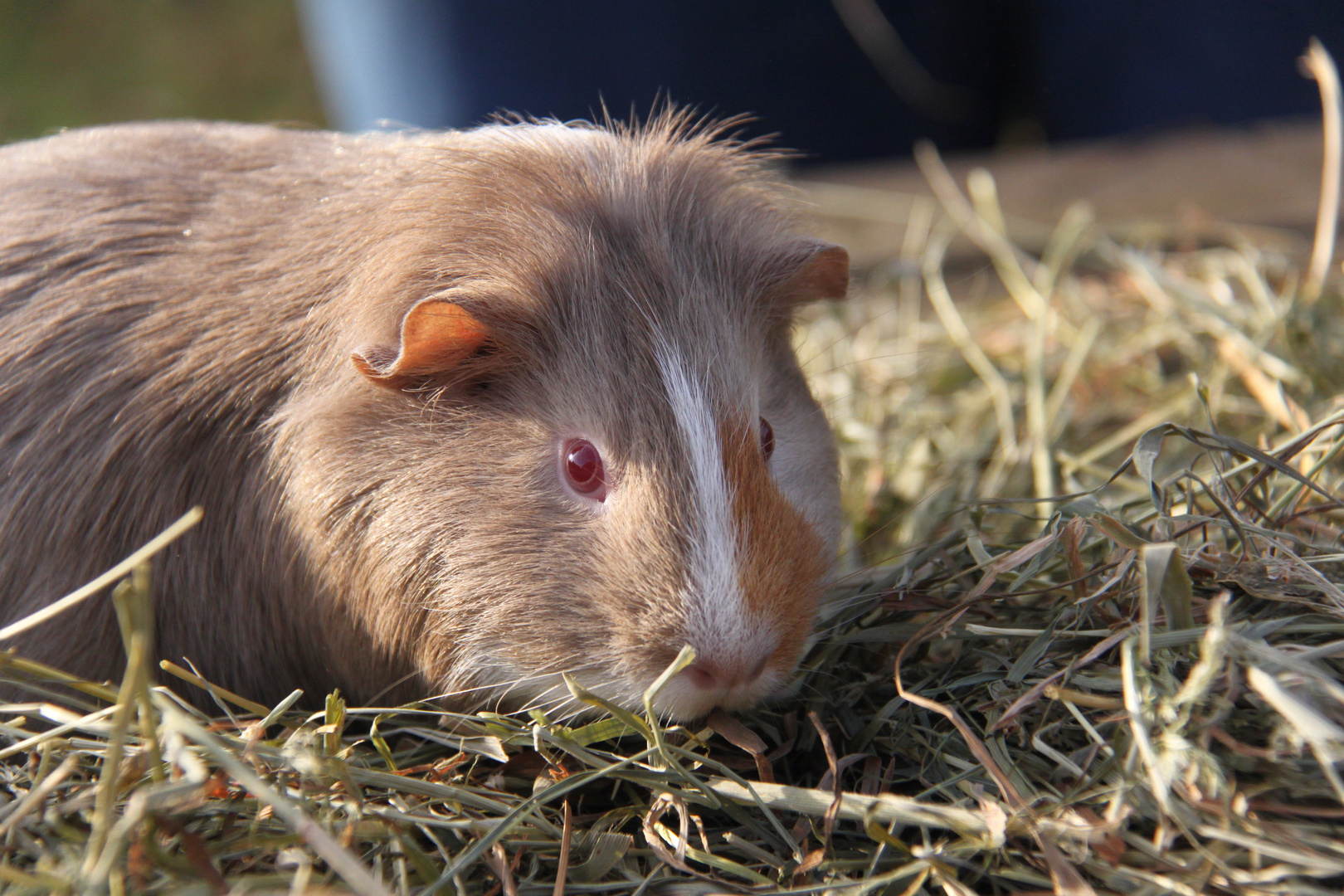 Meerschwein